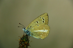 Polyommatus ripartii