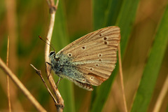 Polyommatus ripartii