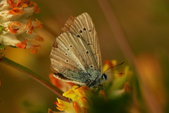 Polyommatus ripartii