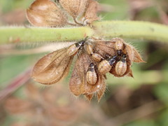 Platyplax inermis