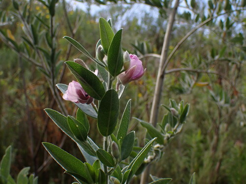 Image of Podalyria lanceolata by (c) Ren Hoekstra, some rights reserved (CC BY)