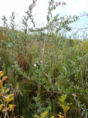 Image of Podalyria lanceolata by (c) Ren Hoekstra, some rights reserved (CC BY)