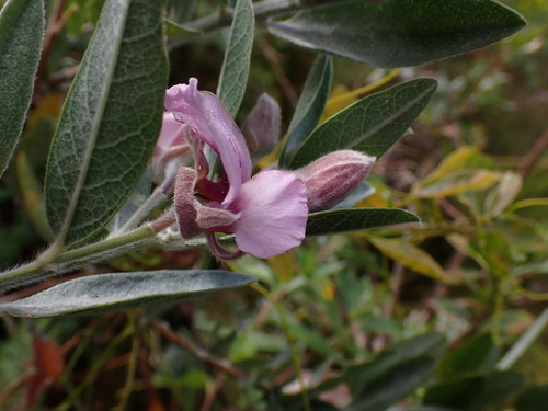 Image of Podalyria lanceolata by (c) Ren Hoekstra, some rights reserved (CC BY)