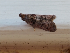 Promylea lunigerella