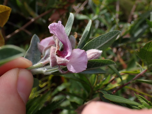 Image of Podalyria lanceolata by (c) Ren Hoekstra, some rights reserved (CC BY)