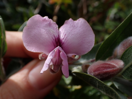 Image of Podalyria lanceolata by (c) Ren Hoekstra, some rights reserved (CC BY)