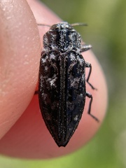 Chrysobothris monticola