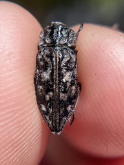 Chrysobothris monticola