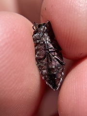 Chrysobothris monticola