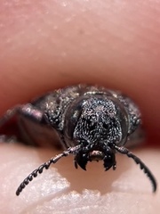 Chrysobothris monticola