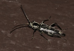 Sarosesthes fulminans