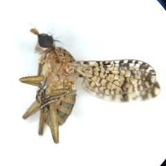 Euthycera chaerophylli