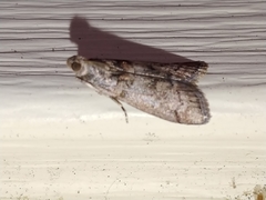 Promylea lunigerella