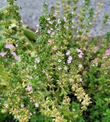 Thymus × citriodorus