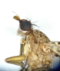 Euthycera chaerophylli