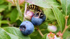 Dolichovespula norvegicoides