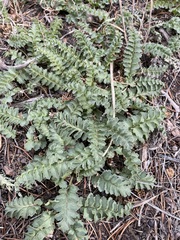 Pedicularis centranthera