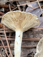 Plinthogalus