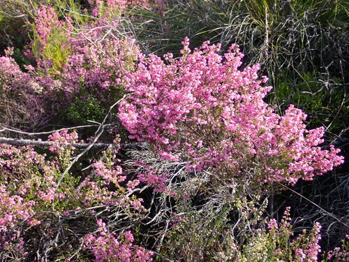 Image of Blackcrown Heath (Erica melanthera) by (c) Ren Hoekstra, some rights reserved (CC BY)