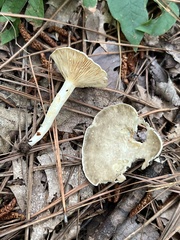 Plinthogalus