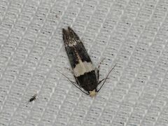 Recurvaria leucatella