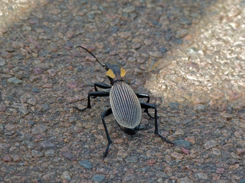 オサモドキゴミムシ属 (属 Anthia) · iNaturalist