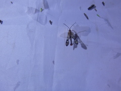 Synanthedon acerni