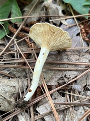 Plinthogalus