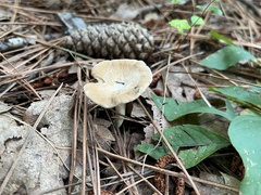 Plinthogalus