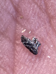 Cylindrocopturus
