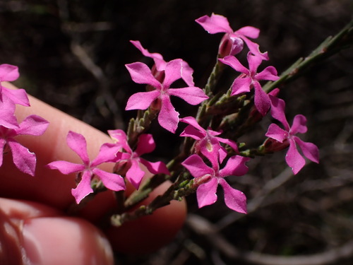 Image of Acmadenia laxa by (c) Ren Hoekstra, some rights reserved (CC BY)