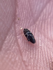 Cylindrocopturus
