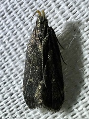 Dichomeris juncidella