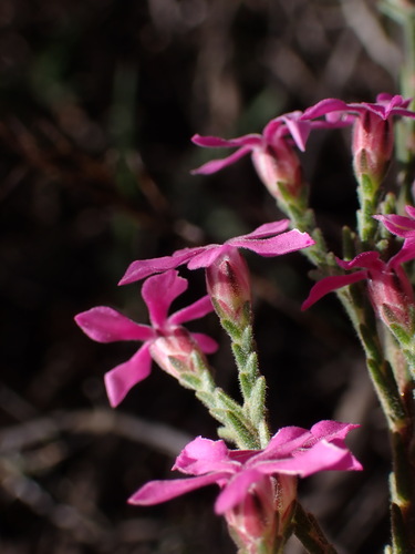 Image of Acmadenia laxa by (c) Ren Hoekstra, some rights reserved (CC BY)