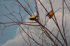 Ploceus castaneiceps