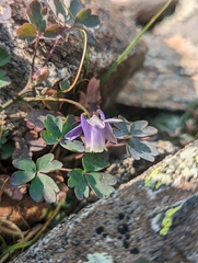 Aquilegia saximontana