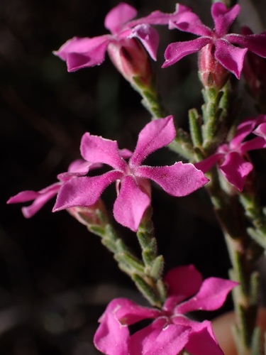 Image of Acmadenia laxa by (c) Ren Hoekstra, some rights reserved (CC BY)