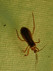 Oncerotrachelus