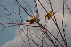 Ploceus castaneiceps
