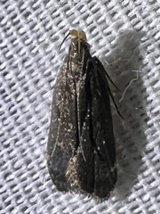 Dichomeris juncidella