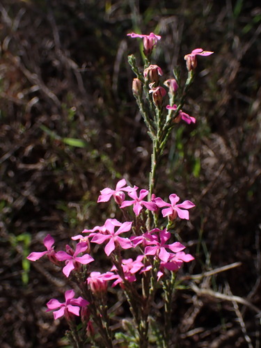 Image of Acmadenia laxa by (c) Ren Hoekstra, some rights reserved (CC BY)