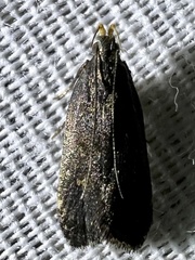 Dichomeris juncidella