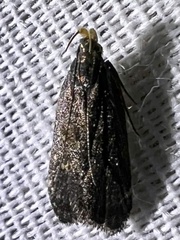 Dichomeris juncidella