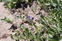 Veronica cusickii