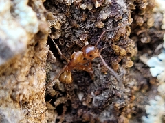 Camponotus snellingi