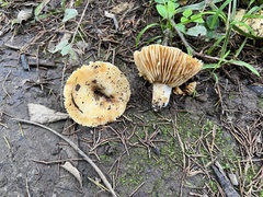 Russula earlei