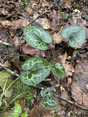 Hexastylis shuttleworthii