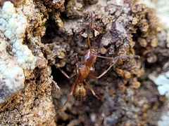 Camponotus snellingi