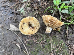 Russula earlei
