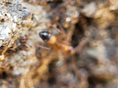 Camponotus snellingi